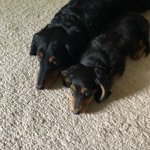 Meet your Posher, Dave